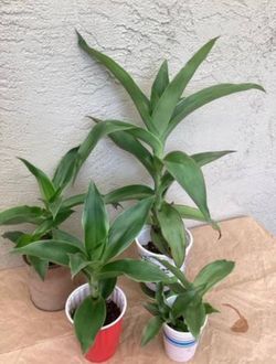 Callisia Fragrans family doctor plant