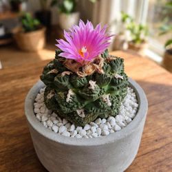 Ariocarpus Fissuratus