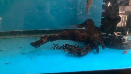 Driftwood Fish Tank