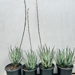Blue Elf Aloe Plants