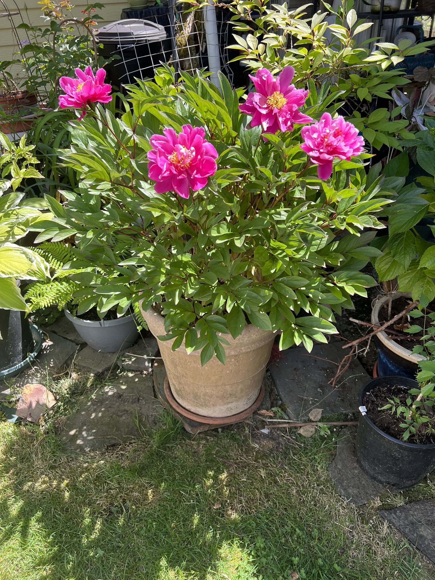 Blooming Potted Plant Magenta Pink Flowers