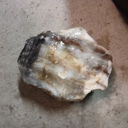 Opalized Petrofied Wood