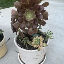 Large Beautiful Succulent Planter