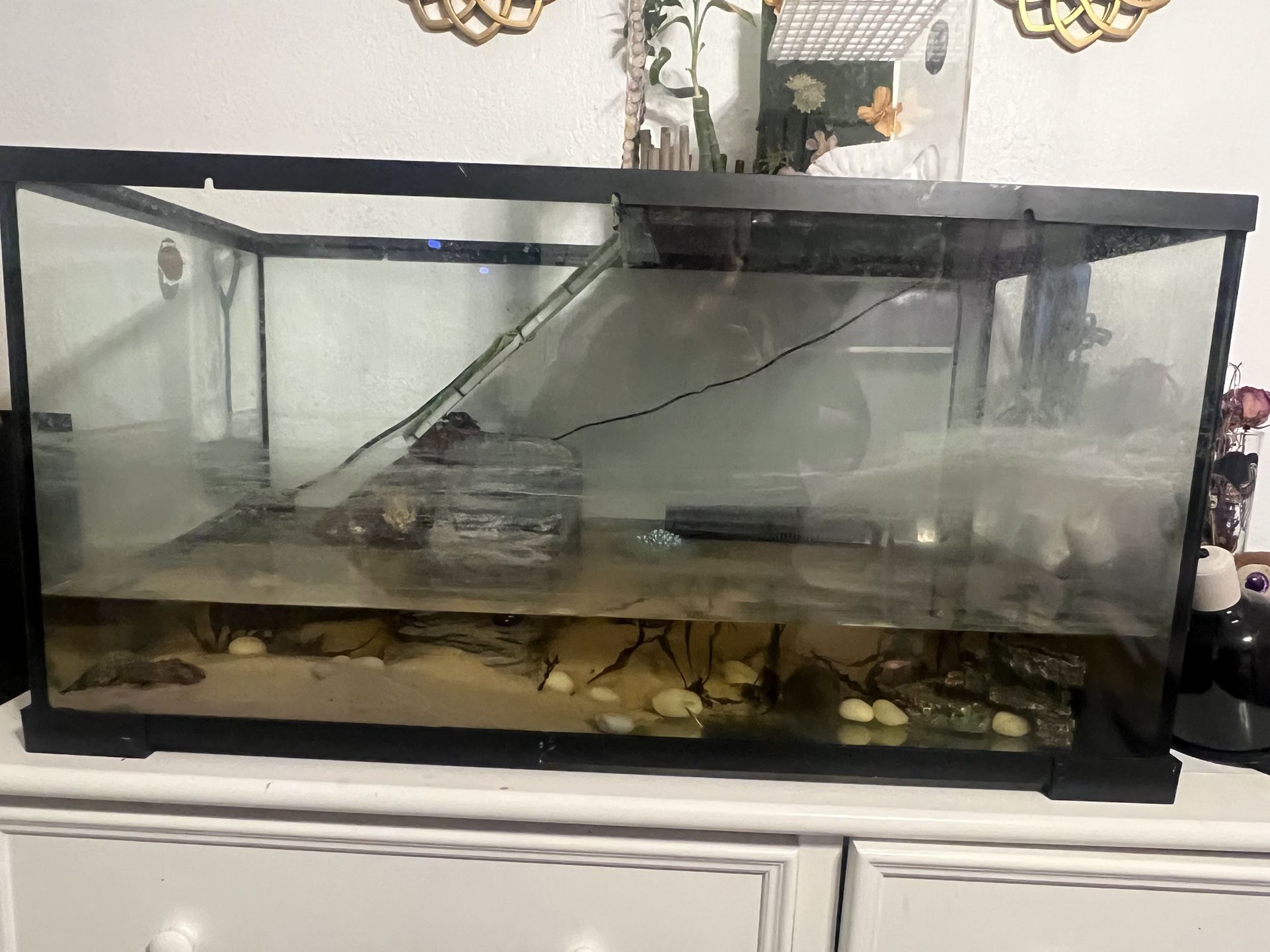 50 Gallon Aquarium setup with pet Turtles
