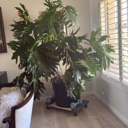 7 Foot Tall Monstera With 2 Foot Wide Leaves