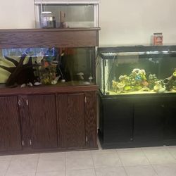 Large aquariums top for sale