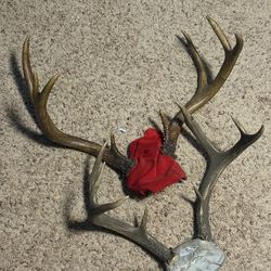 Deer antlers