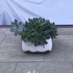 Echeveria succulents in a pretty ceramic pot 