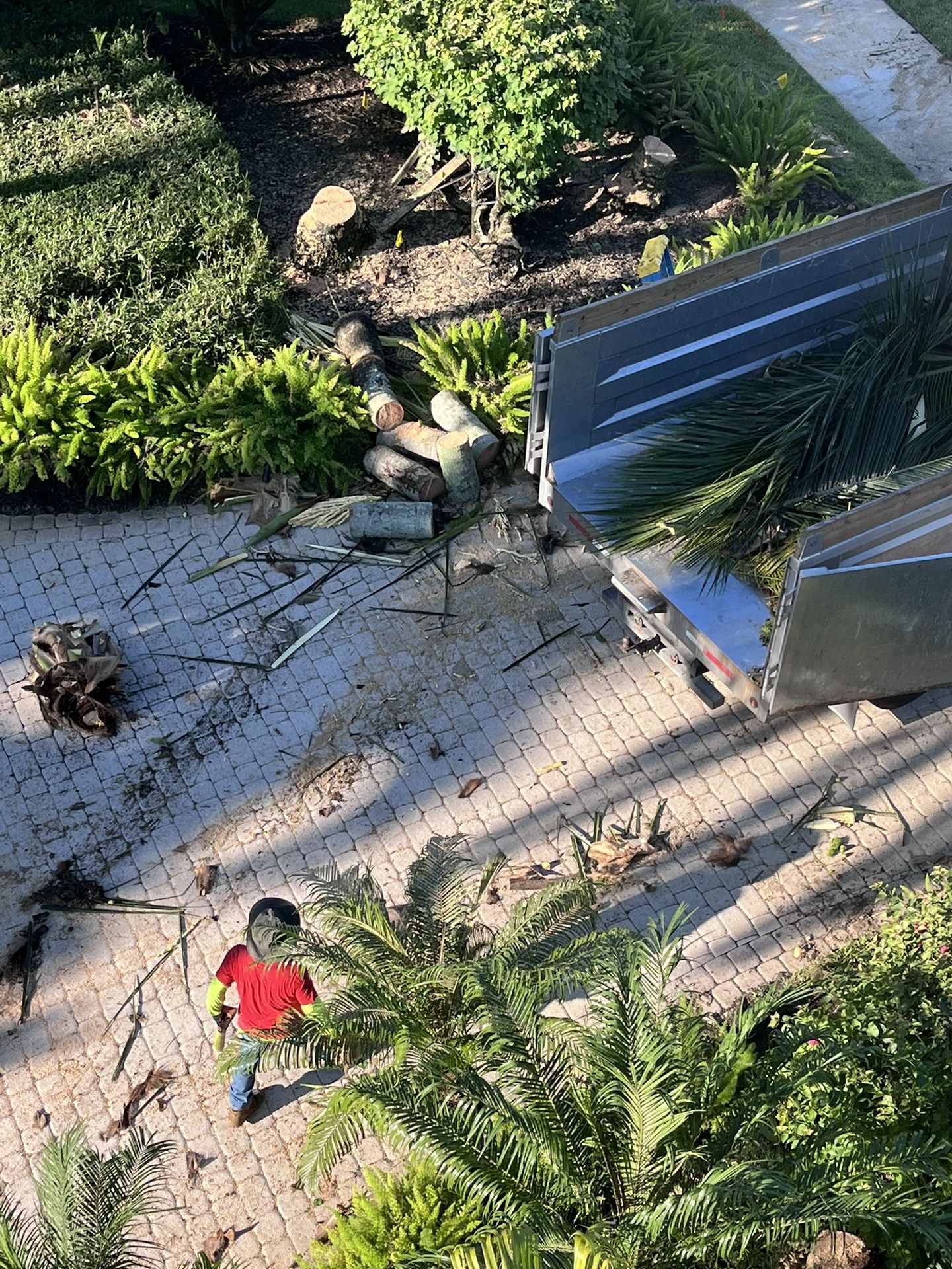 Trimming Trees π³ Trees π΄