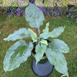 Outdoor hosta 