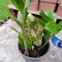 Rare Variegated Zz Plant