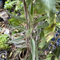 Calanchoe