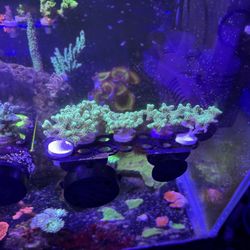 Fake Coral Decorations