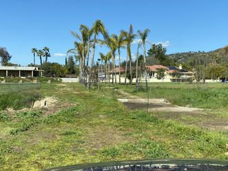 10 Tall Queen Palm Trees