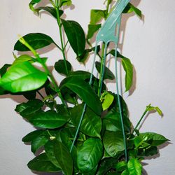 Hoya Multiflora Plants