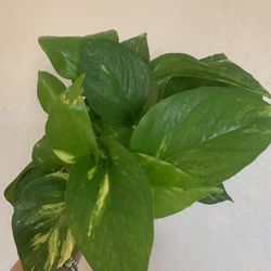 Plant Pothos