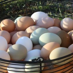 Fresh Eggs!