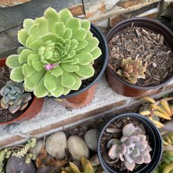 Succulents