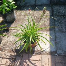 Pineapple  Plant (Small)