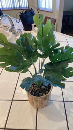 Plant