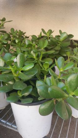 Jade Plants for sale $6 each.
