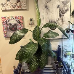 Dieffenbachia  Also Known As Dumb Cane House Plant
