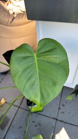 Monstera plant