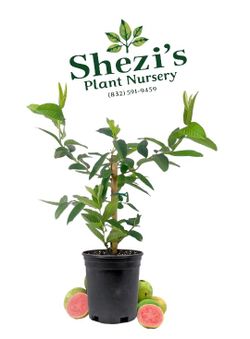 Ruby Supreme Guava – 2 Ft Tall Plant