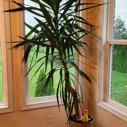 Plant For Sale