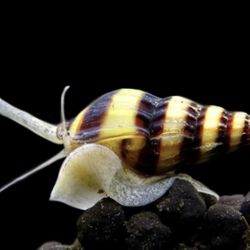 Assassin Snails