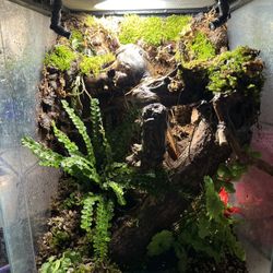 12x12x18 Bioactive Terrarium 