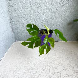 Monstera  Minima  Plant 