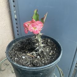 HERMOSAS PLANTAS NATURALES “CORONAS DE CRISTO PLANT 