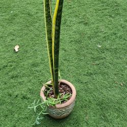 Snake Plant With Pot