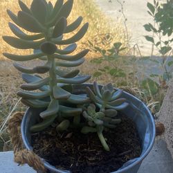 Plants 
