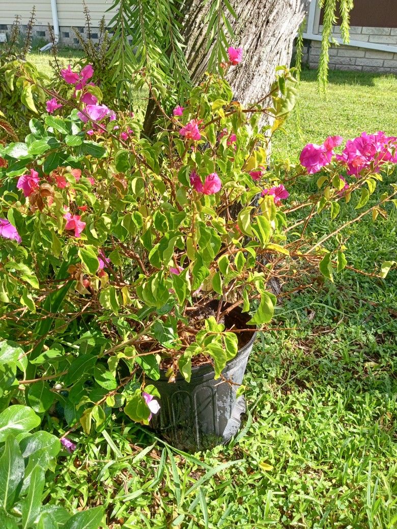 Bougainvillea Helen Johnson Mini's