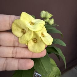 Yellow Crowns Of Thorns In 6” Pot 