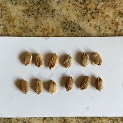 Bitter Melon Seeds
