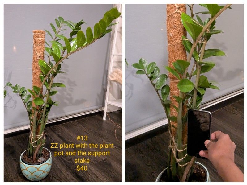 ZZ Plant With Plant Pot And Stakes