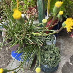 Fully Bloomed Succulents In A Gallon Plastic Pot > a Year old Plants