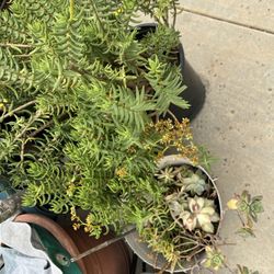 Free Succulents 