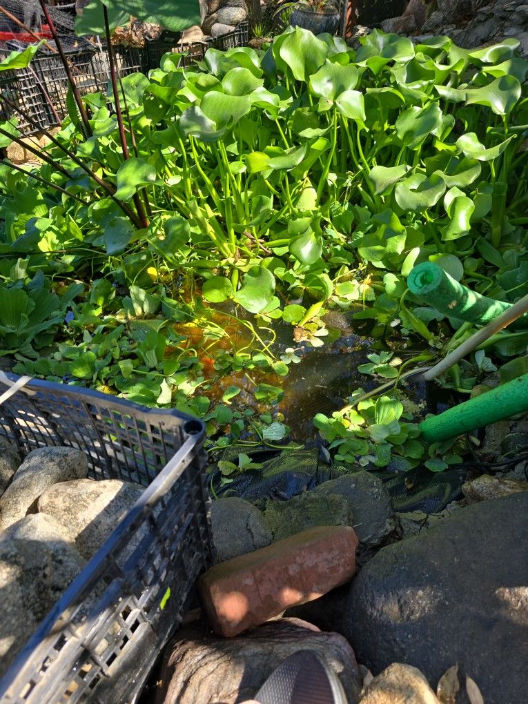 Pond Plants