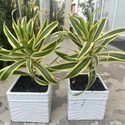 Variegated Dracaena In Ceramic Pot 15$ Each
