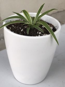 $4 spider plant