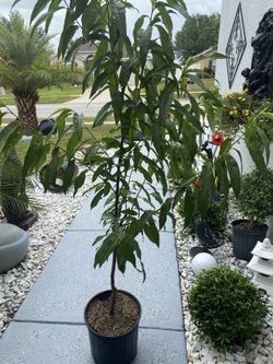 Beautiful Peach Tree