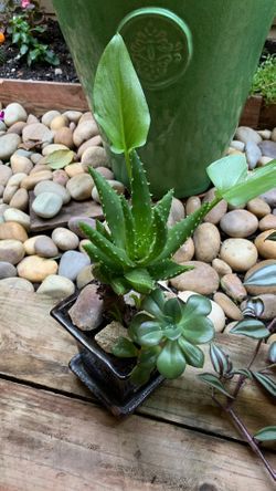 Assorted Succulent Flowers w/Flower Pot