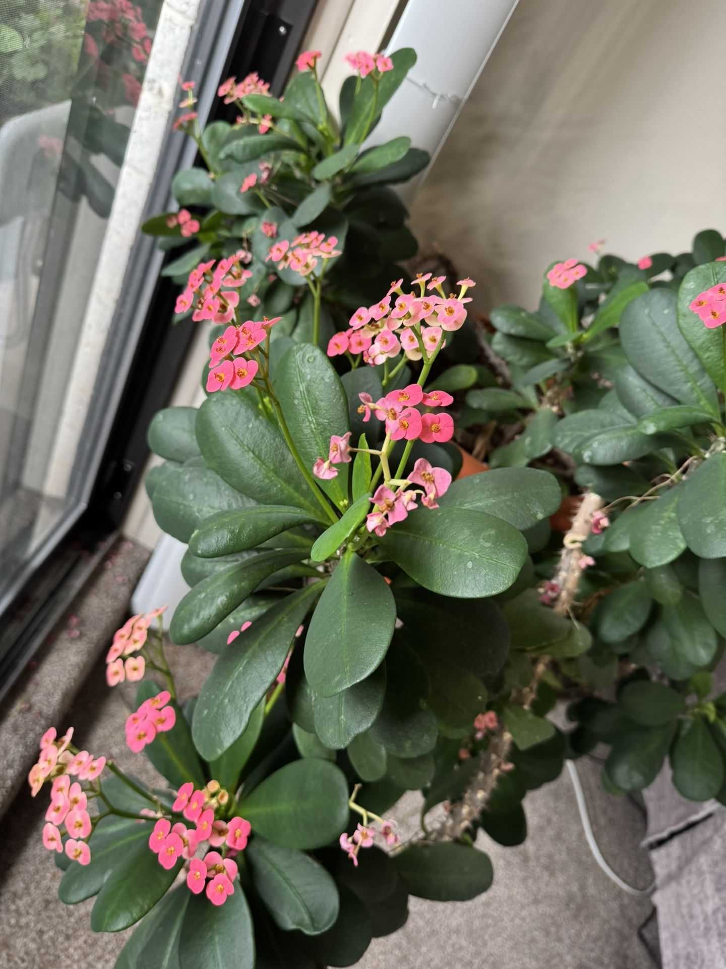 Indoor Flowers