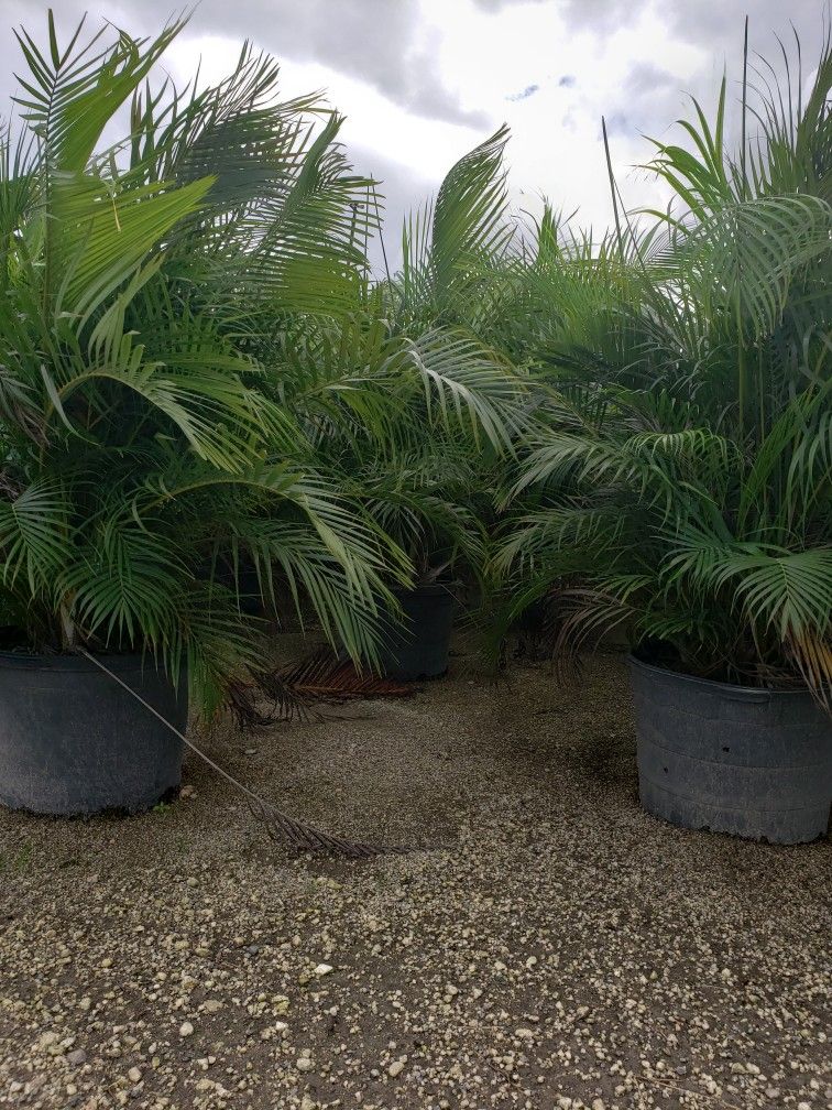 Beautiful Arecas Palms For Inmediate Privacy!!! 5-6 Feet Tall!!! Fertilized