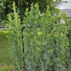 podocarpus 4 feet tall 6 feet tall 7 feet tall 8 feet tall 9 feet tall al sizes available  staring  $10 and up