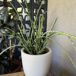 Potted Plant 